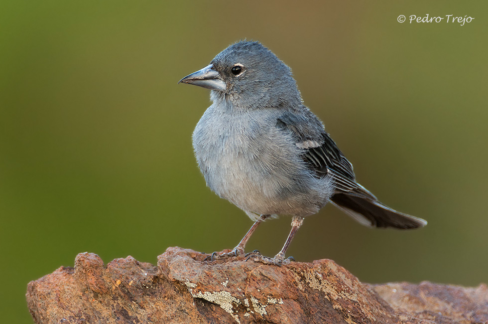 Pinzon azul (Fringilla teydea)